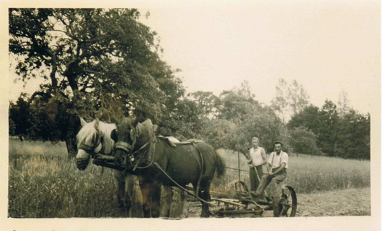 Fotografie des Zeitzeugen Alfred Misselhorn beim Arbeitseinsatz beim Bauern Henri Galipot in Frankreich.
