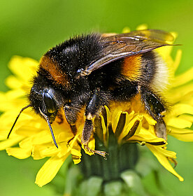 Erdhummel auf einer gelben Löwenzahnblüte