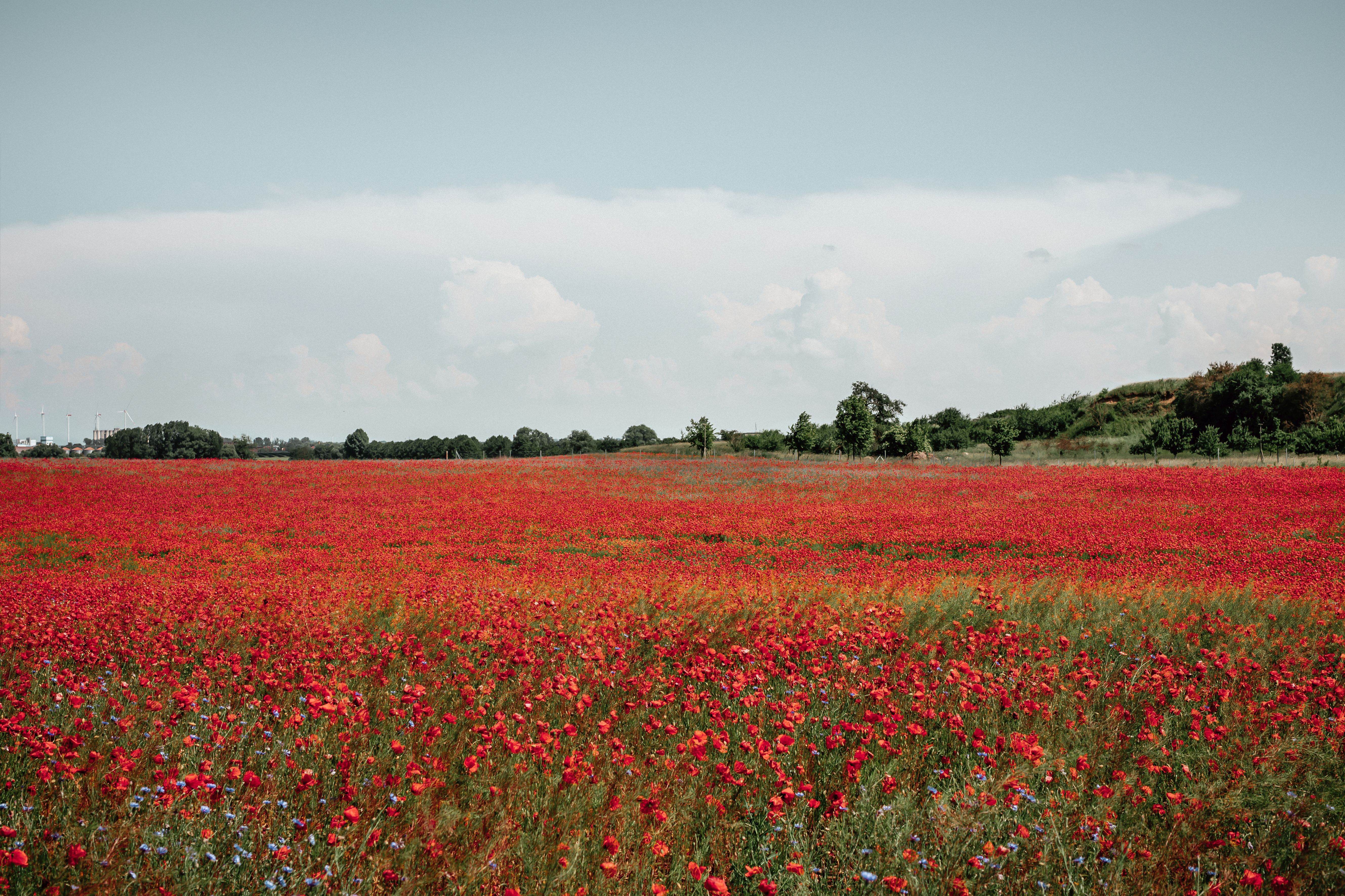 "Blühende Landschaften" von Sophie Kirchner Ein Feld voller blühender Mohnblumen.