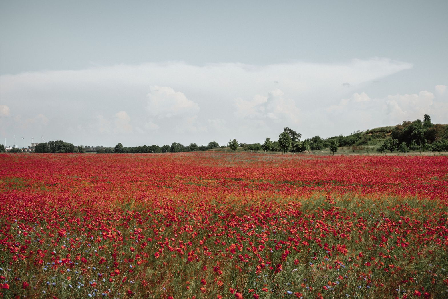 Ein Feld voller blühender Mohnblumen.