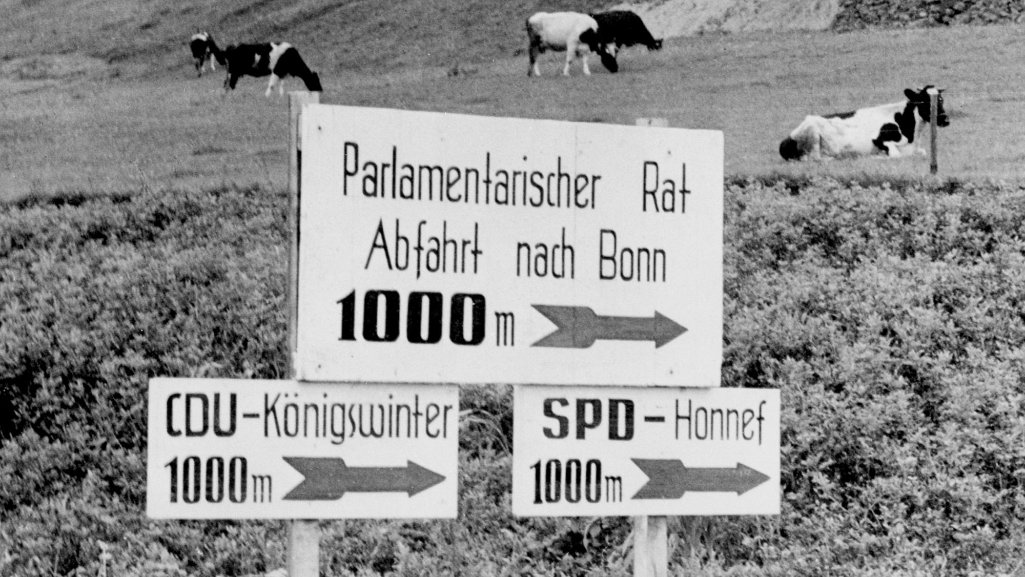 Auf drei Schildern steht: Parlamentarischer Rat Abfahrt Bonn 1000 m, CDU-Königwinter 1000 m, SPD-Honnef 1000 m. Die Pfeile auf den Schildern zeigen jeweils nach rechts. Im Hintergrund sieht man eine Wiese, auf der Kühe grasen.