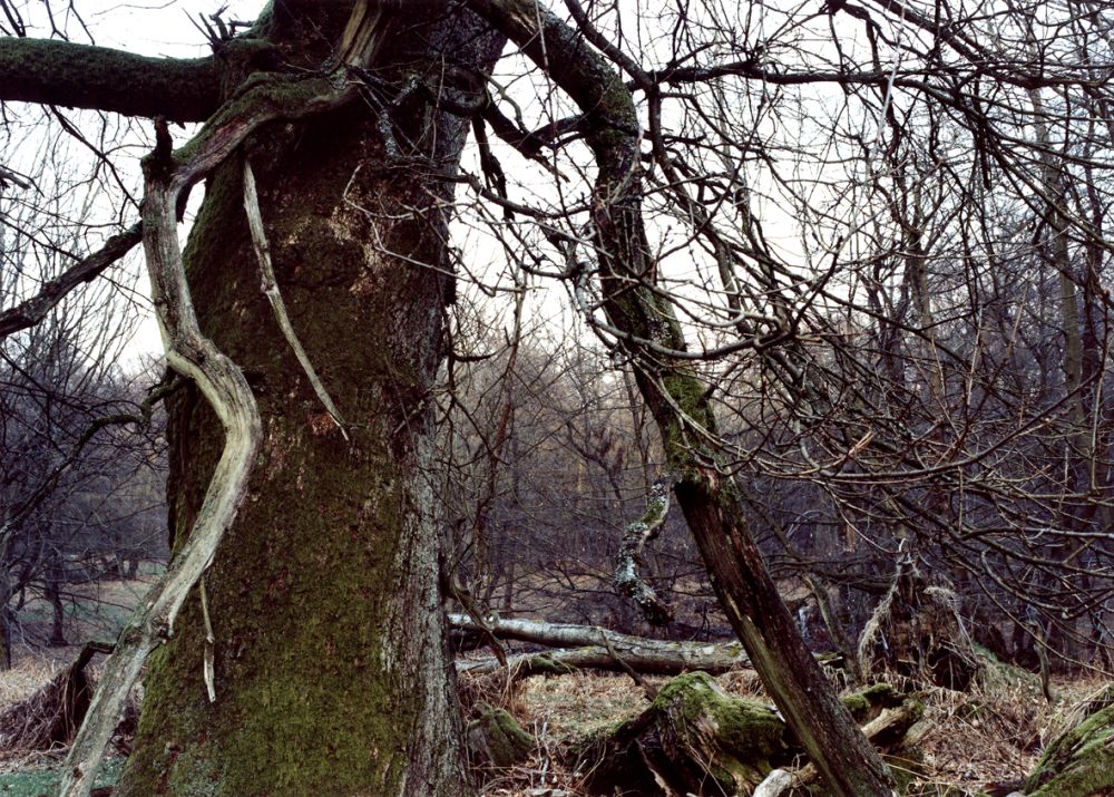 Fotografie 'Reinhardswald bei Kassel'