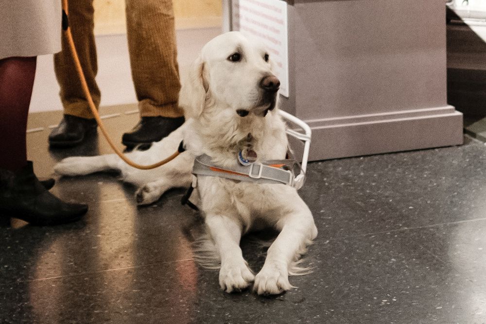 Assistenz-Hund in der Ausstellung